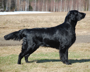 Shelby - Pam-Ba-Ran A Shelby To Black Sire´s